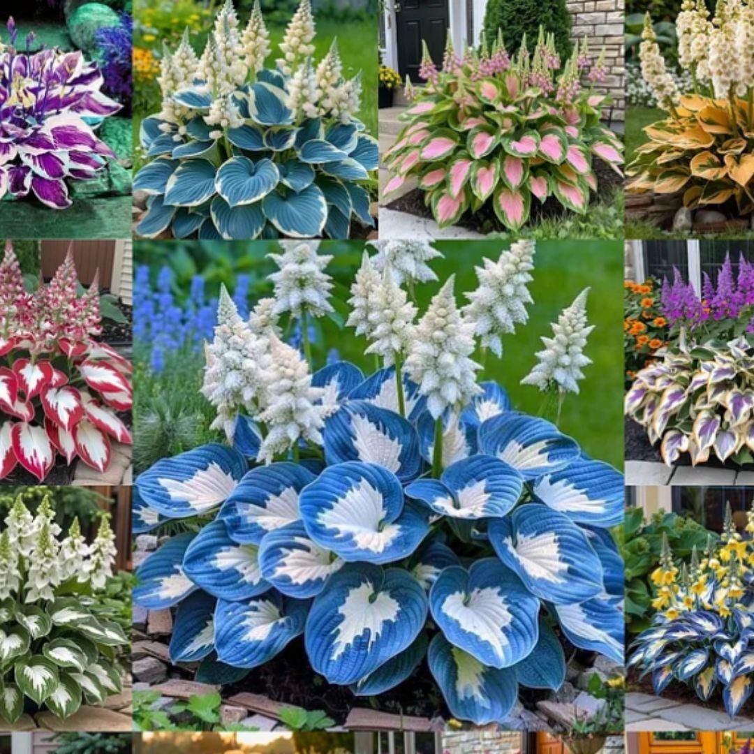 Shade-Tolerant & Cold-Hardy Hosta Flower Seeds Easy-Grow Ornamental Plants for Home & Garden