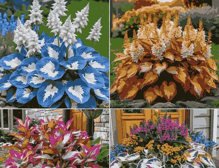 Shade-Tolerant & Cold-Hardy Hosta Flower Seeds Easy-Grow Ornamental Plants for Home & Garden